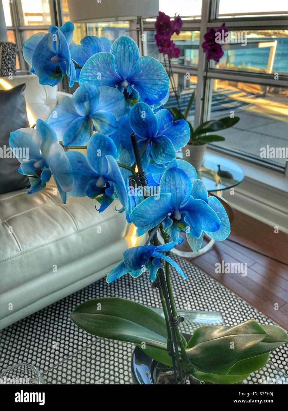 Orquideas azules fotografías e imágenes de alta resolución - Alamy