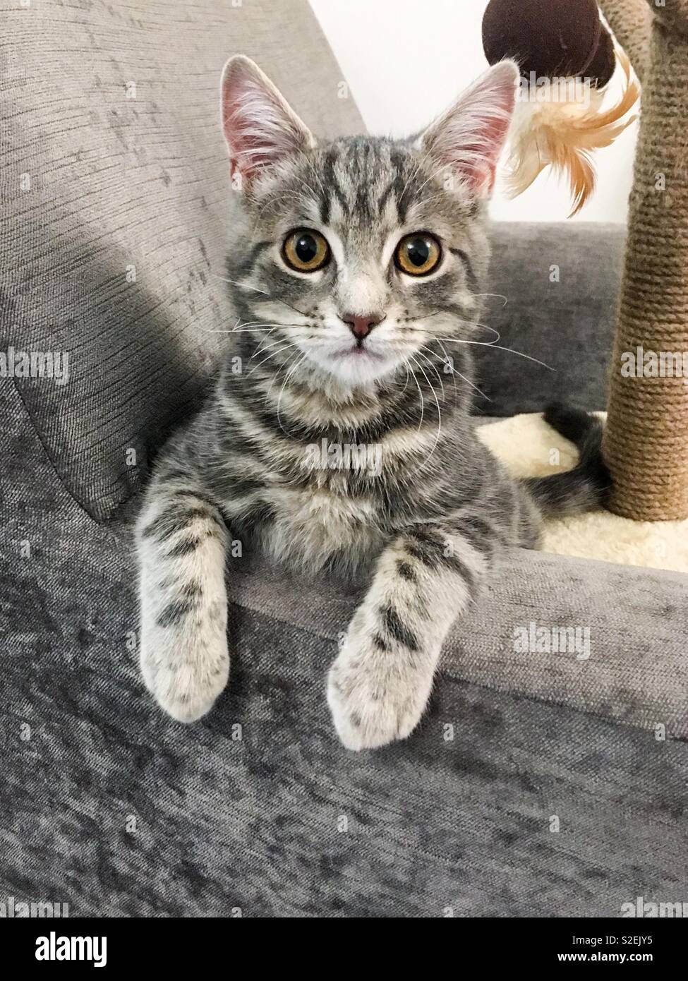 Preciosos gatitos fotografías e imágenes de alta resolución - Alamy
