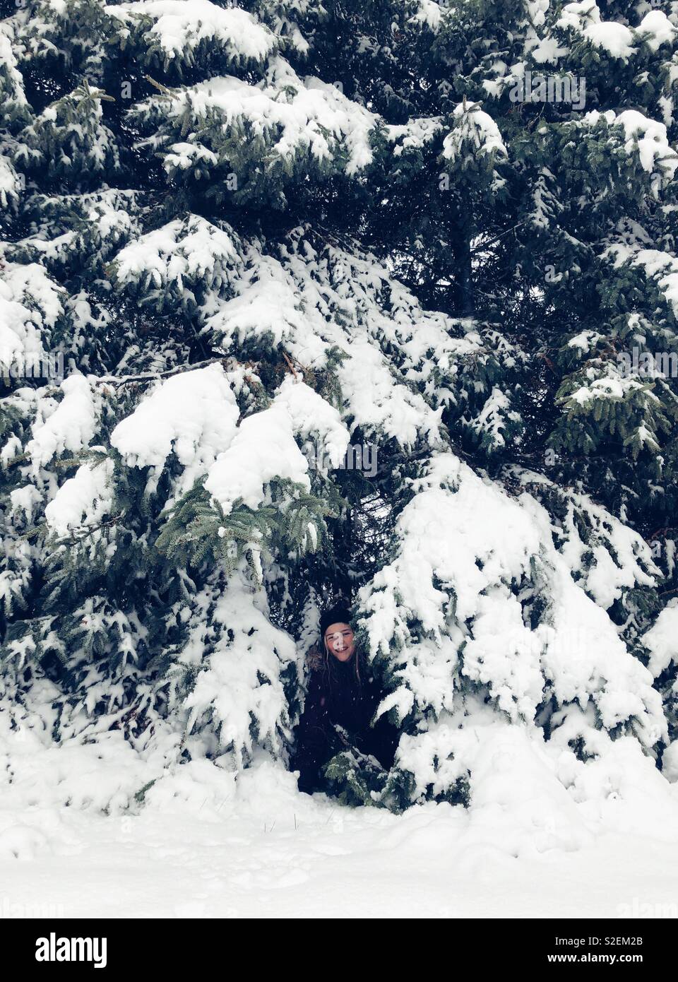 Niña jugando en altos árboles de hoja perenne en la nieve. Foto de stock