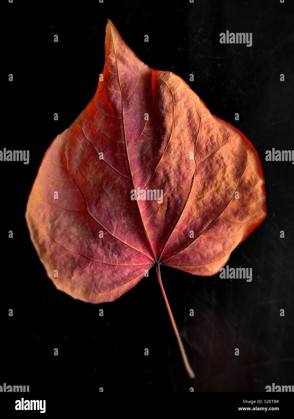Hoja de otoño seco rojo óxido. Foto de stock