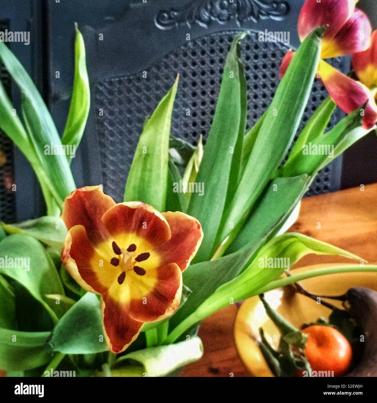 Pasaron los tulipanes, flores de colores vibrantes Foto de stock