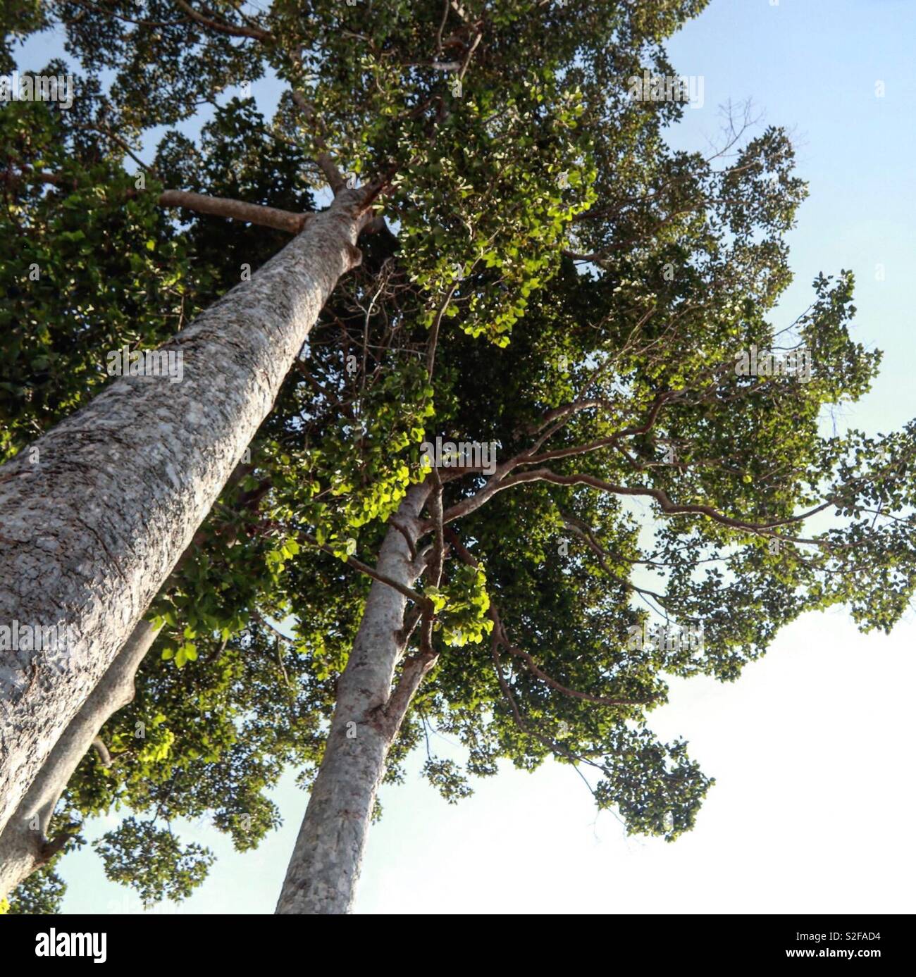 Jardín de árboles de caucho fotografías e imágenes de alta resolución -  Alamy