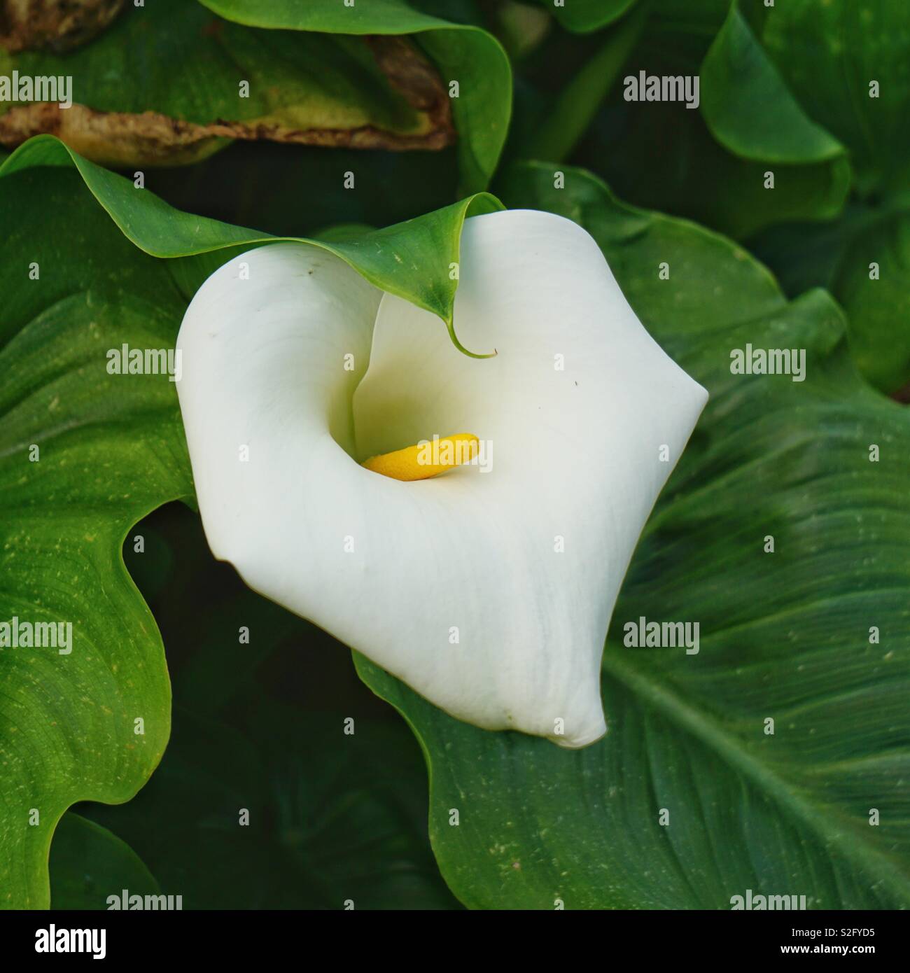 Cala blanca hermosa planta de flores en el jardín Fotografía de stock -  Alamy