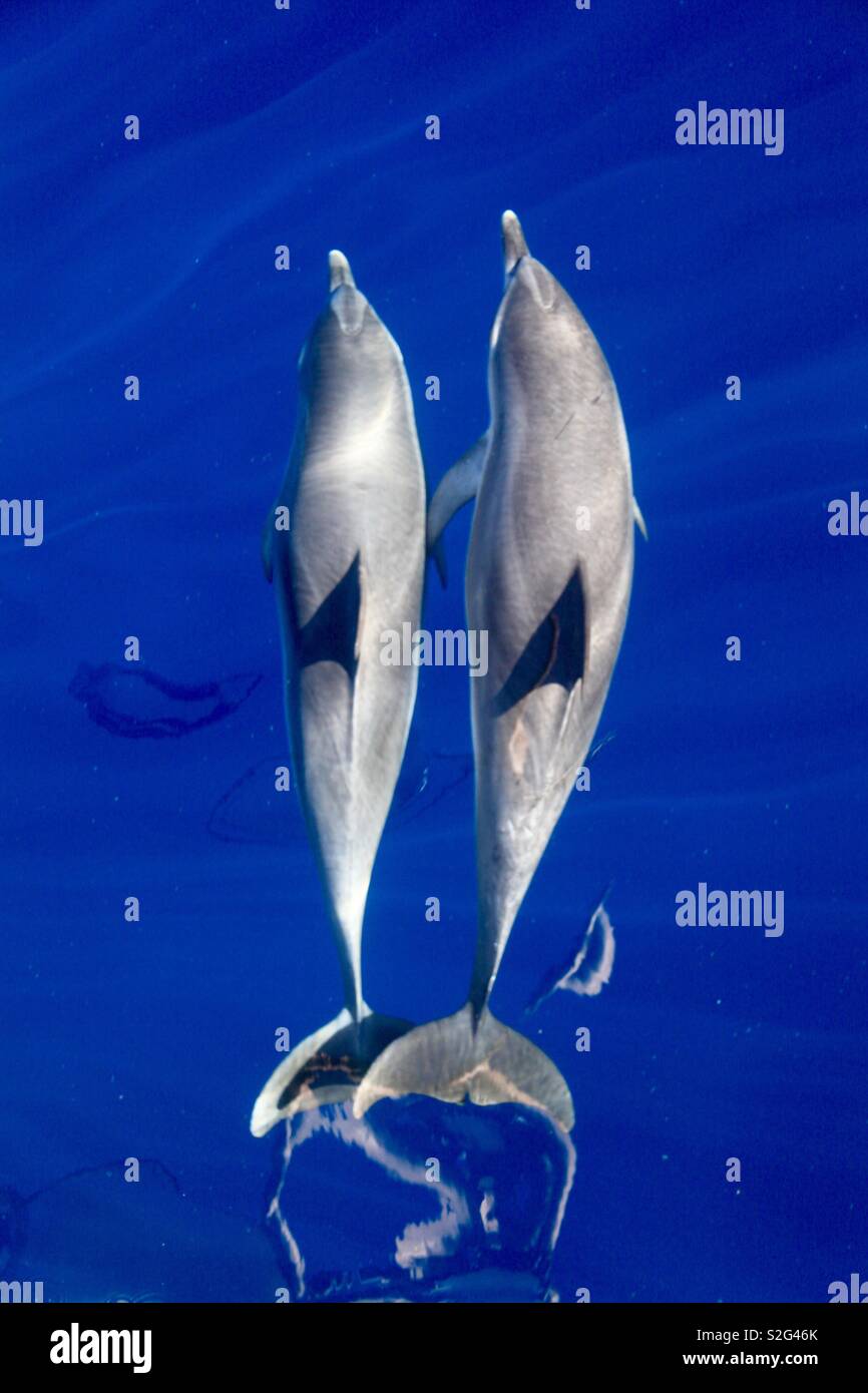 Delfines moteados del Atlántico en las aguas de la isla de La Gomera, Islas Canarias. Foto de stock