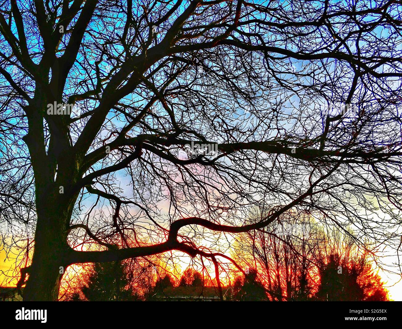 Deshojado oscuros árboles caducifolios al atardecer como crepúsculo emerge de un intenso azul violeta, rosa y naranja cielo Foto de stock