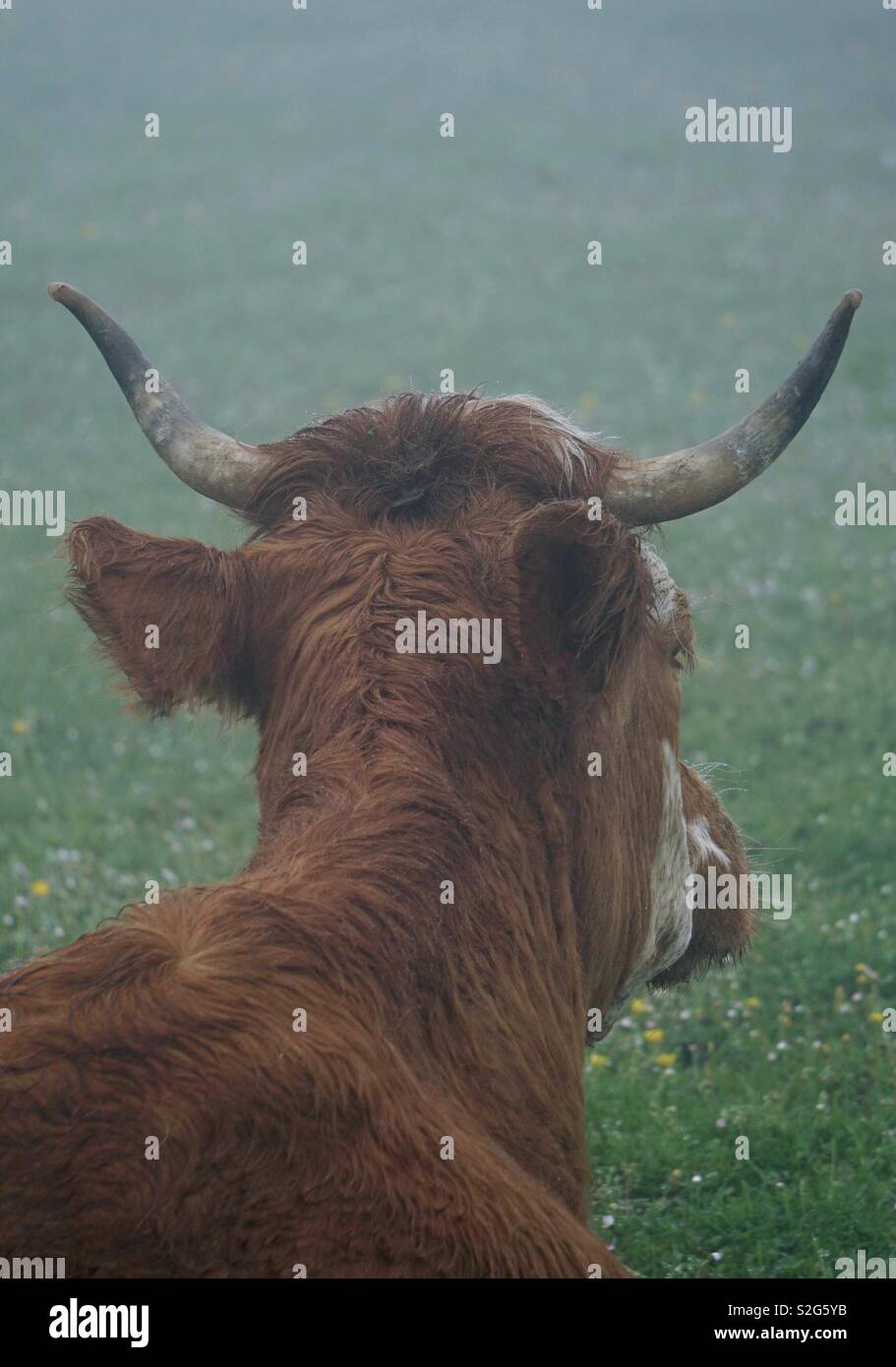 Cejas retrato de vaca en la montaña Foto de stock