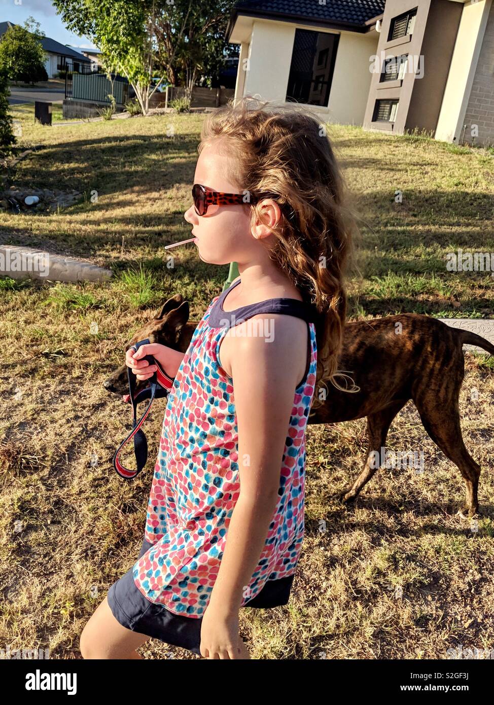 Chica paseando a su perro. Foto de stock