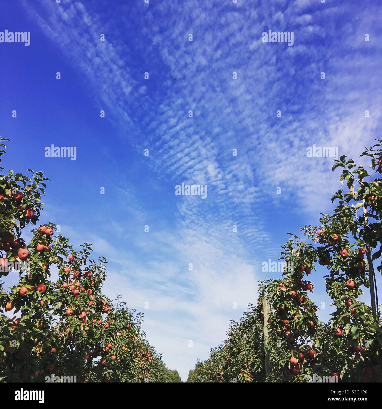 Apple Orchard y cielo azul Foto de stock