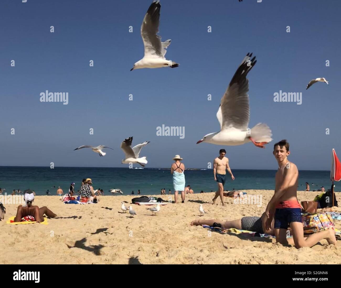 Las gaviotas en vuelo en Coogee Beach, Australia. Foto de stock