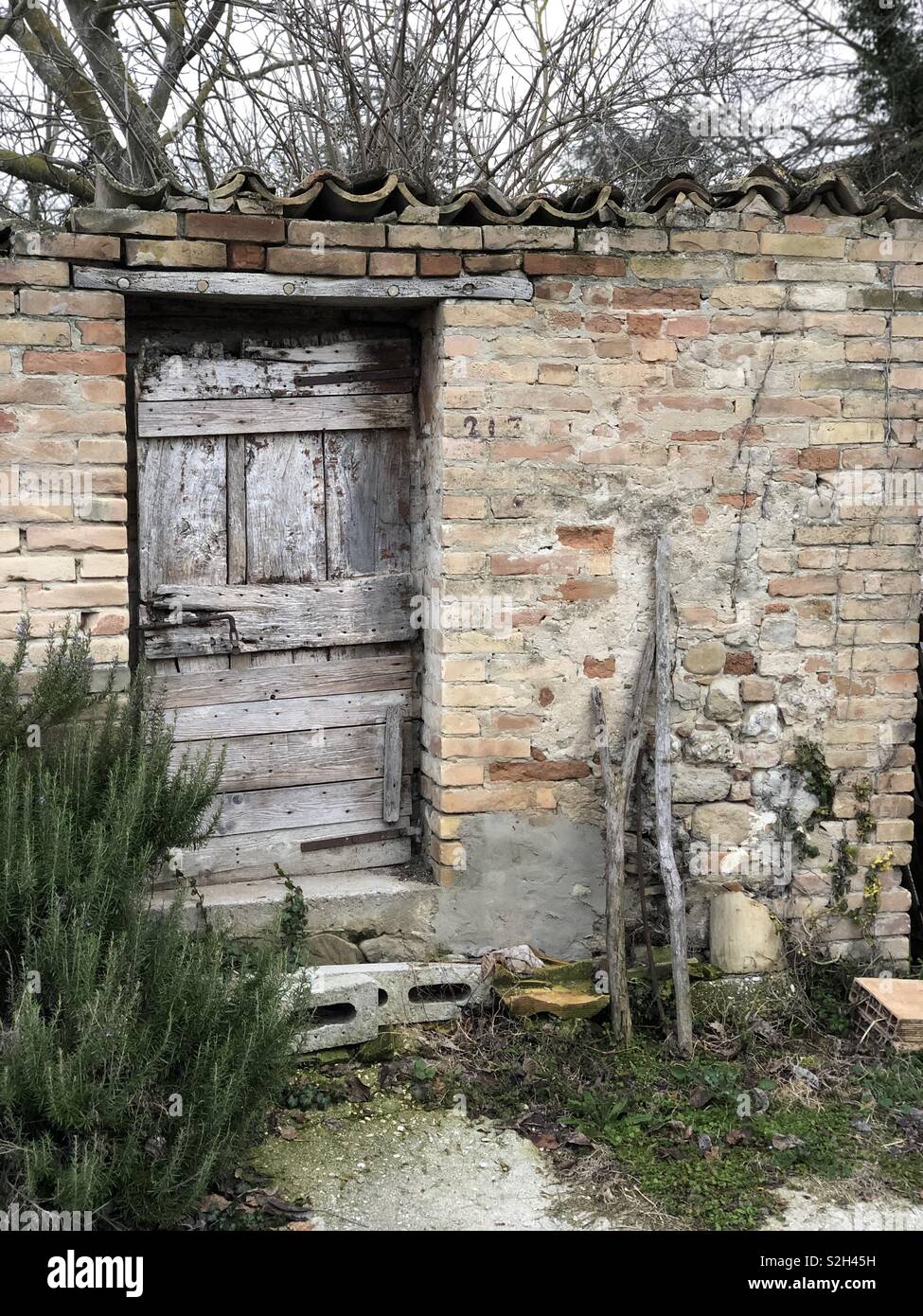 Gallinero abandonado con una planta de romero delante de la puerta, de la región de Marche, Italia Foto de stock