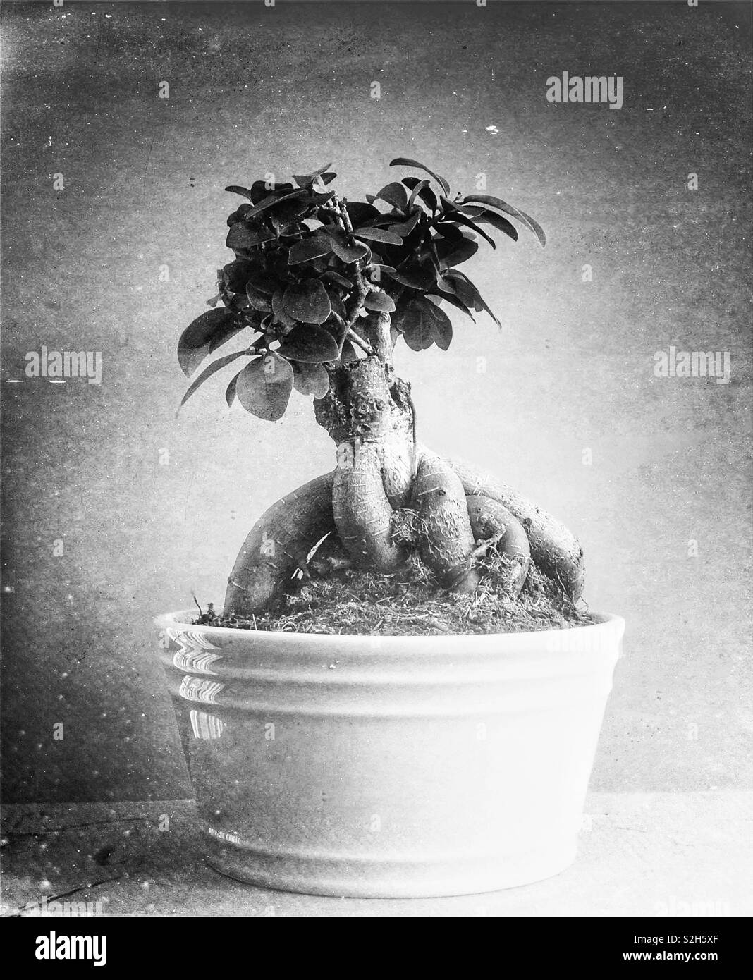 árbol de ficus ginseng Imágenes de stock en blanco y negro Alamy