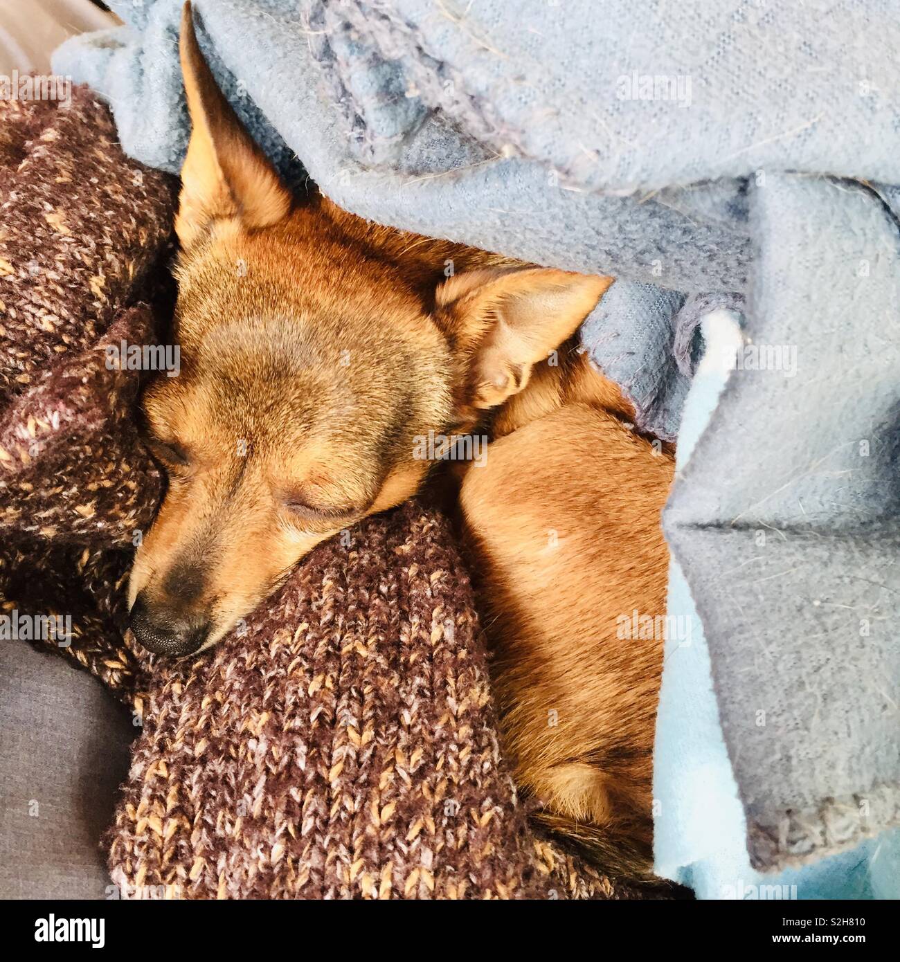 Brown Deer shorthair chihuahua cabeza durmiendo bajo las mantas. Foto de stock