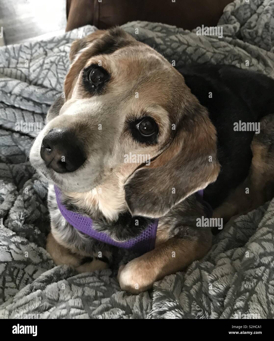 Perro beagle lindos ojos azules raros de graduación cabello negro