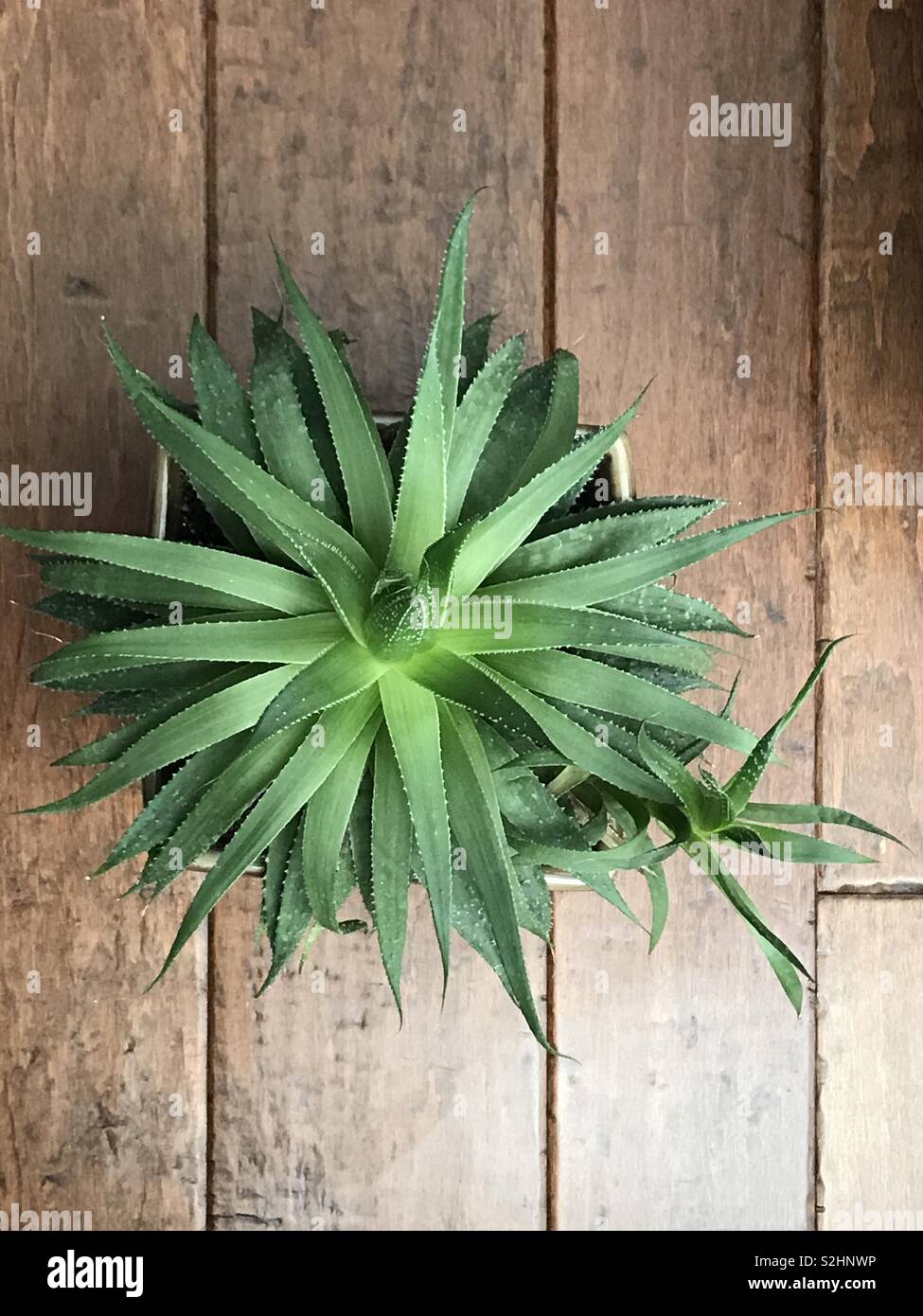 Todavía la vida de planta Foto de stock