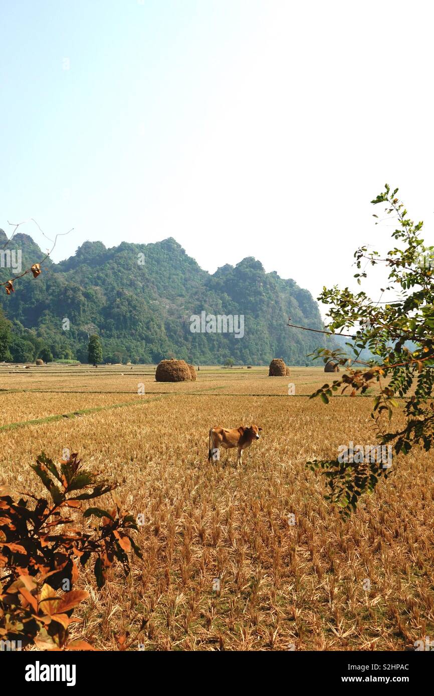 Impresiones de la vida cotidiana: ricefield birmano, Golden y cosechada con una vaca y algunas colinas en el fondo. Formato vertical Foto de stock