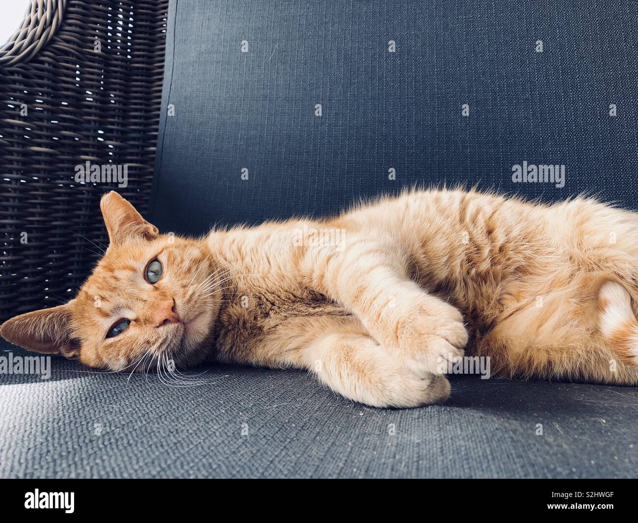 Ginger cat tumbado Foto de stock