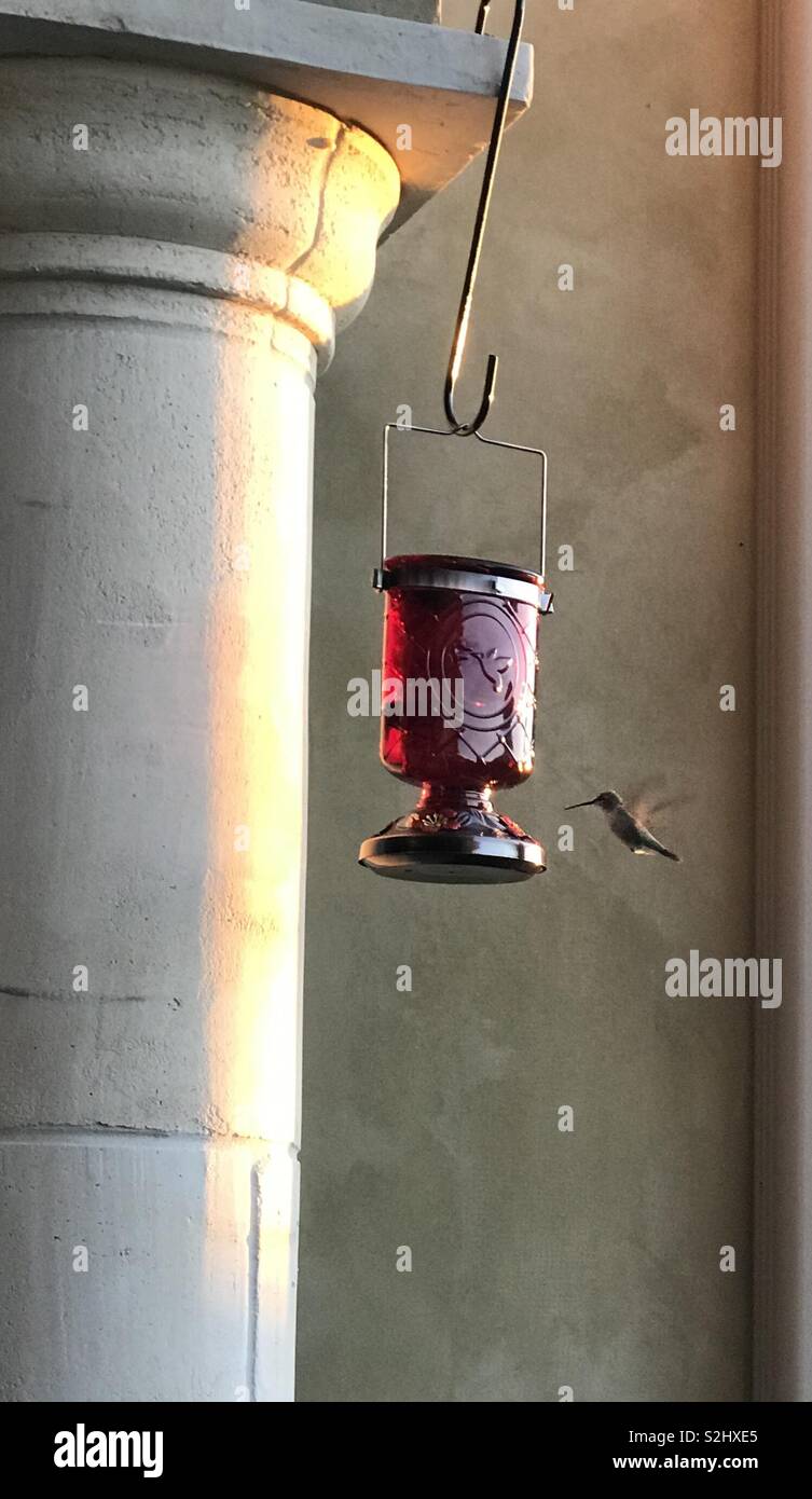 Acercarse a un alimentador de colibrí Foto de stock