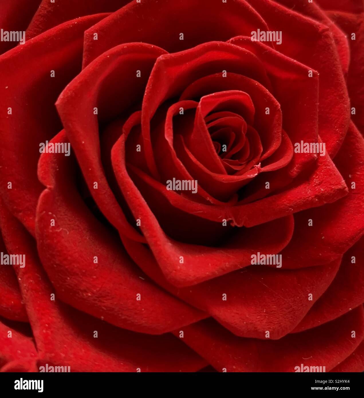 Rosa roja Foto de stock