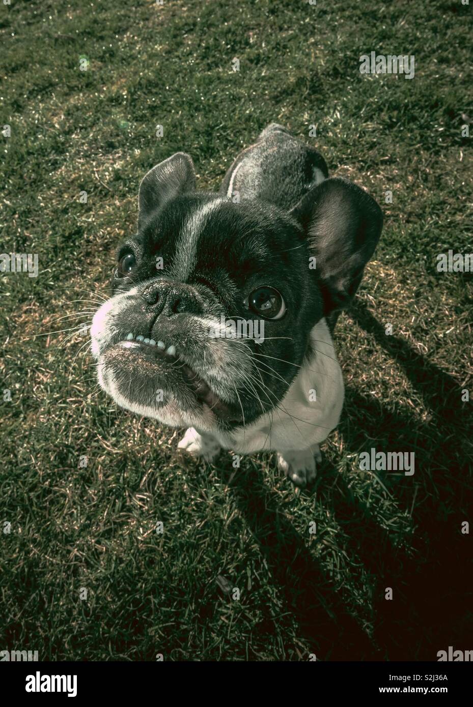 Cachorro de un Bulldog Francés fotografiado desde arriba. Divertido para lente de zoom gran angular. Cabeza grande, poco cuerpo. Foto de stock