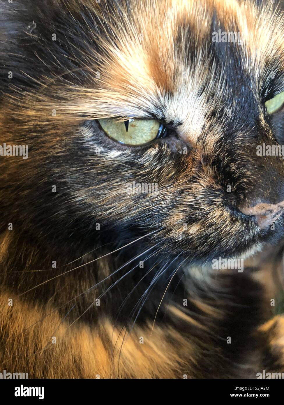 Ojo de gato fotografías e imágenes de alta resolución Alamy