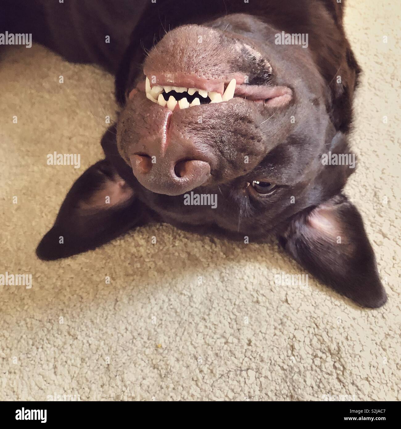 Vista de primer plano de un perro Labrador Chocolate acostado boca abajo  con una cara de tonto y mostrando los dientes Fotografía de stock - Alamy