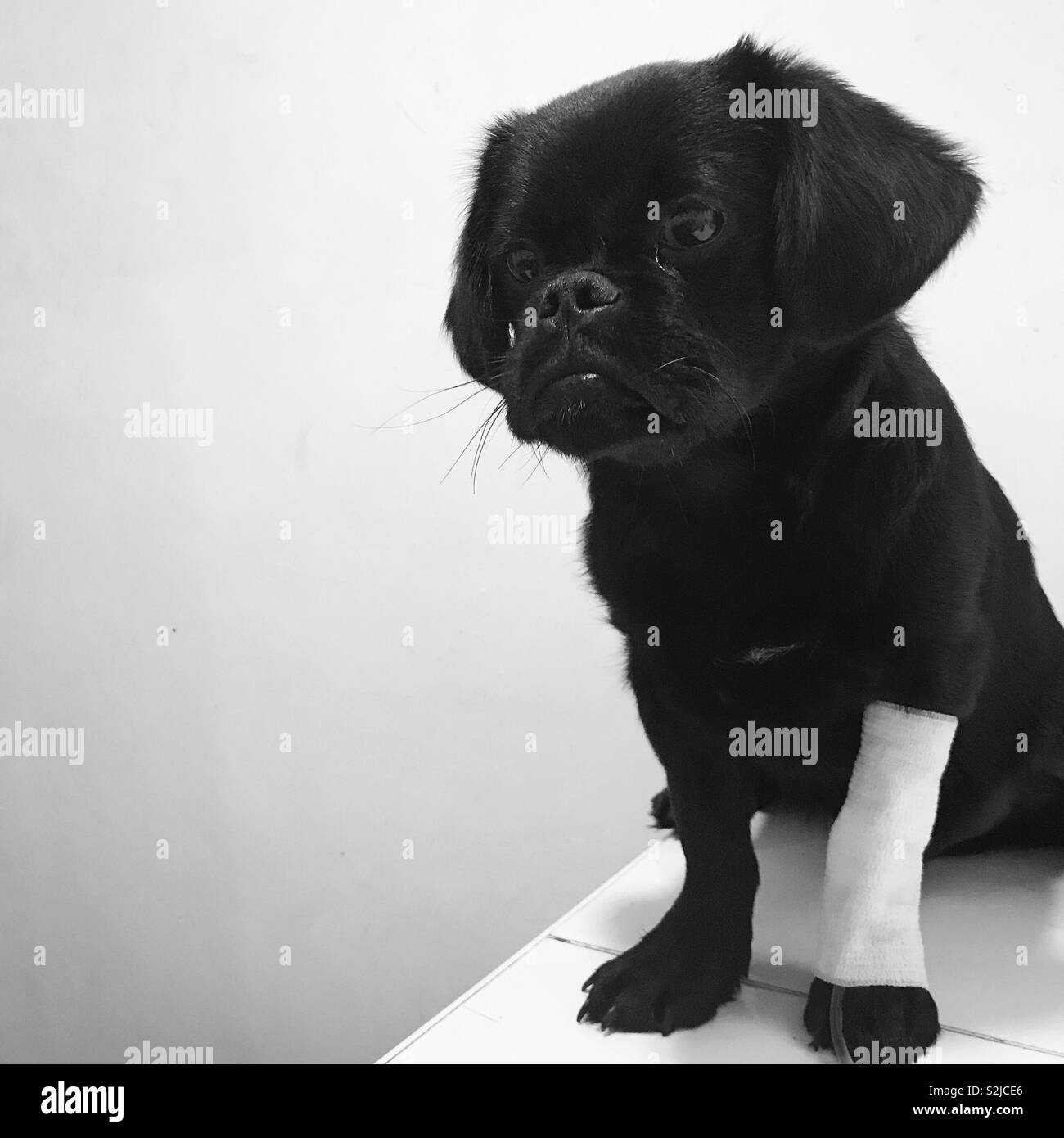 Perro negro enfermo fotografías e imágenes de alta resolución - Alamy