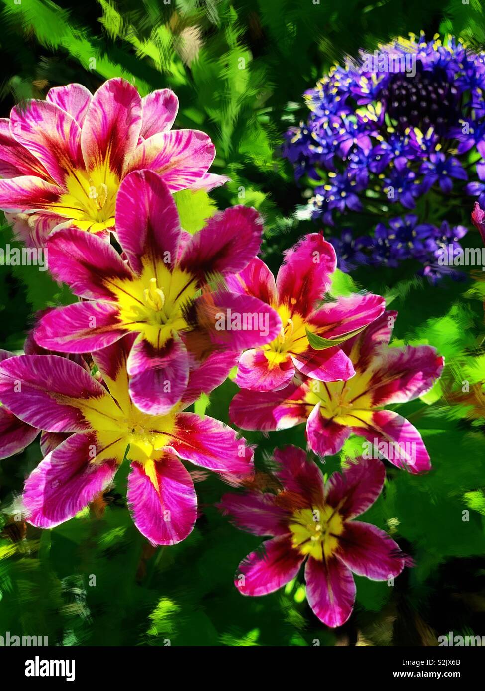 Alstroemeria Aurantiaca D Don Purple Agapanthus Africanus Hoffmgg 六出花 別名叫智利百合和紫色的百子蓮 別名是綠花君子蘭 Fotografia De Stock Alamy