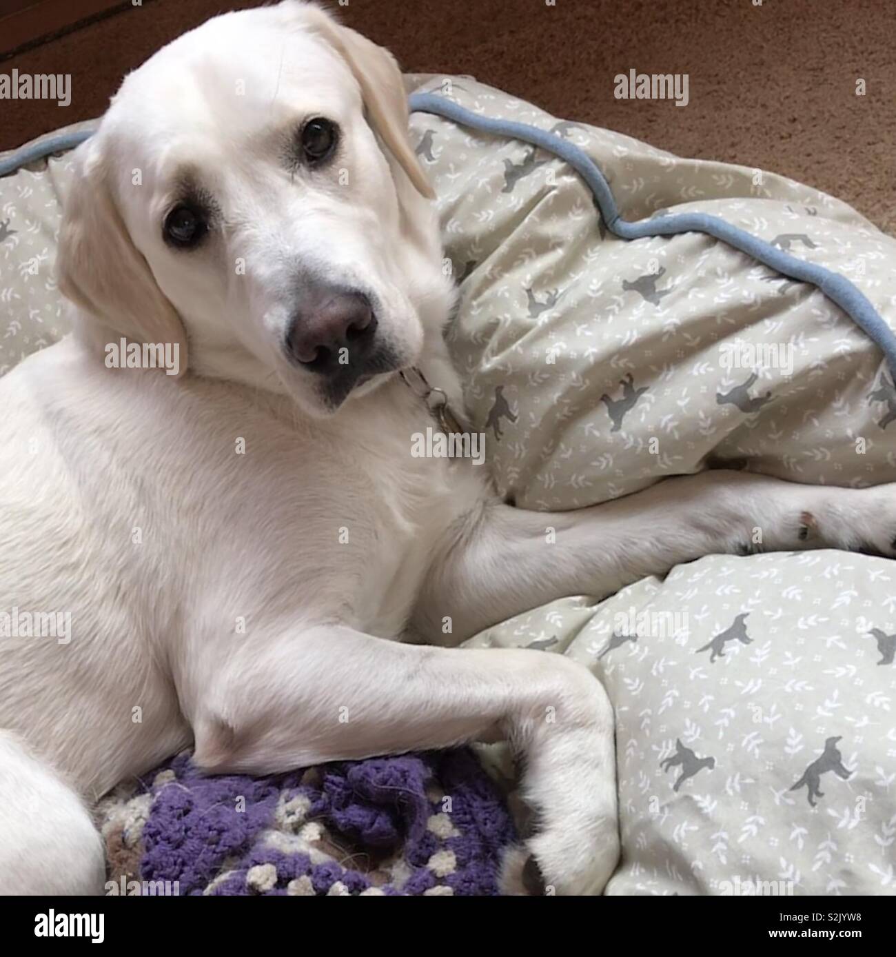 Labrador retriever acostada la cama de stock - Alamy
