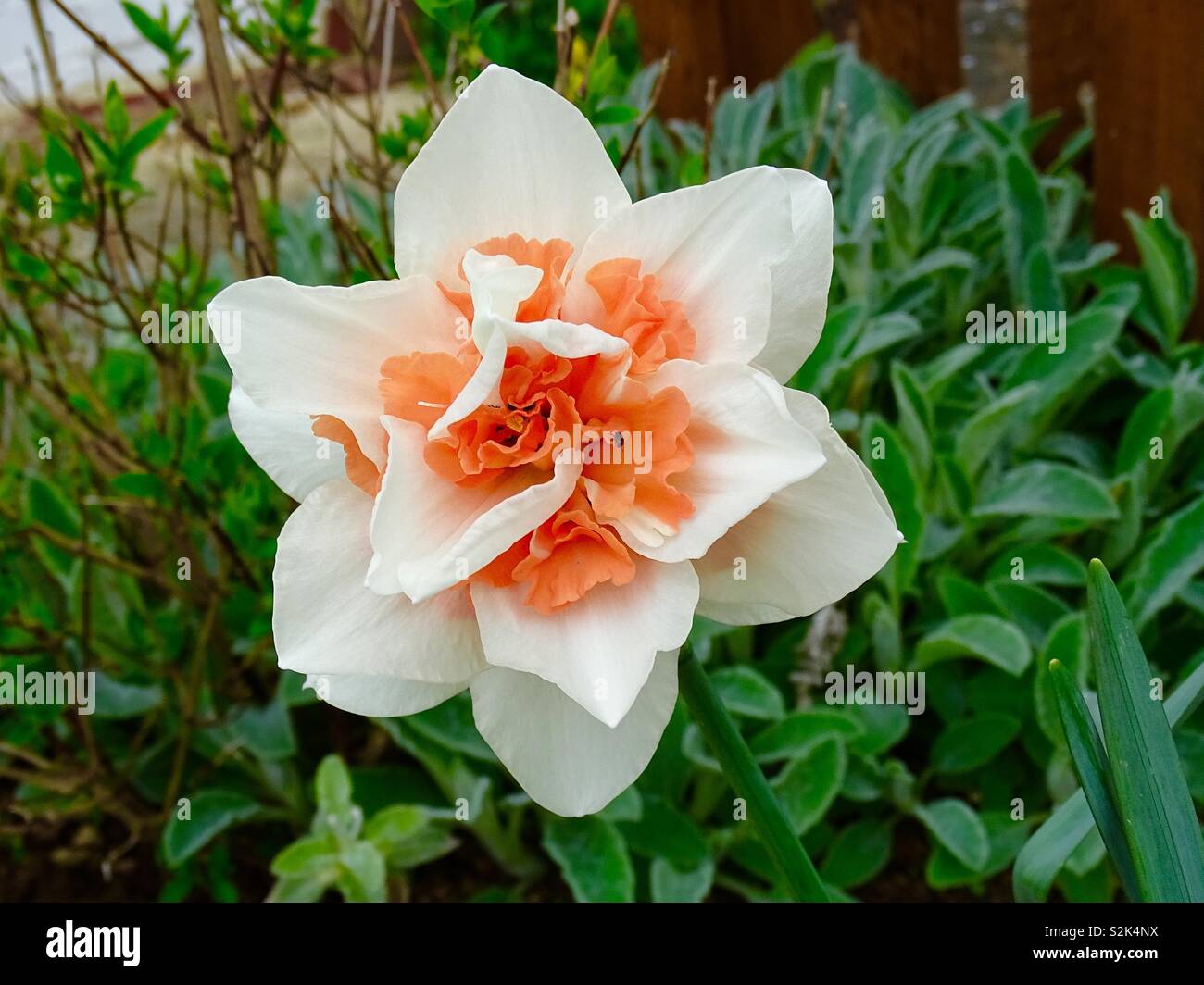Rosa inusual variación de narcisos en primavera flor Foto de stock