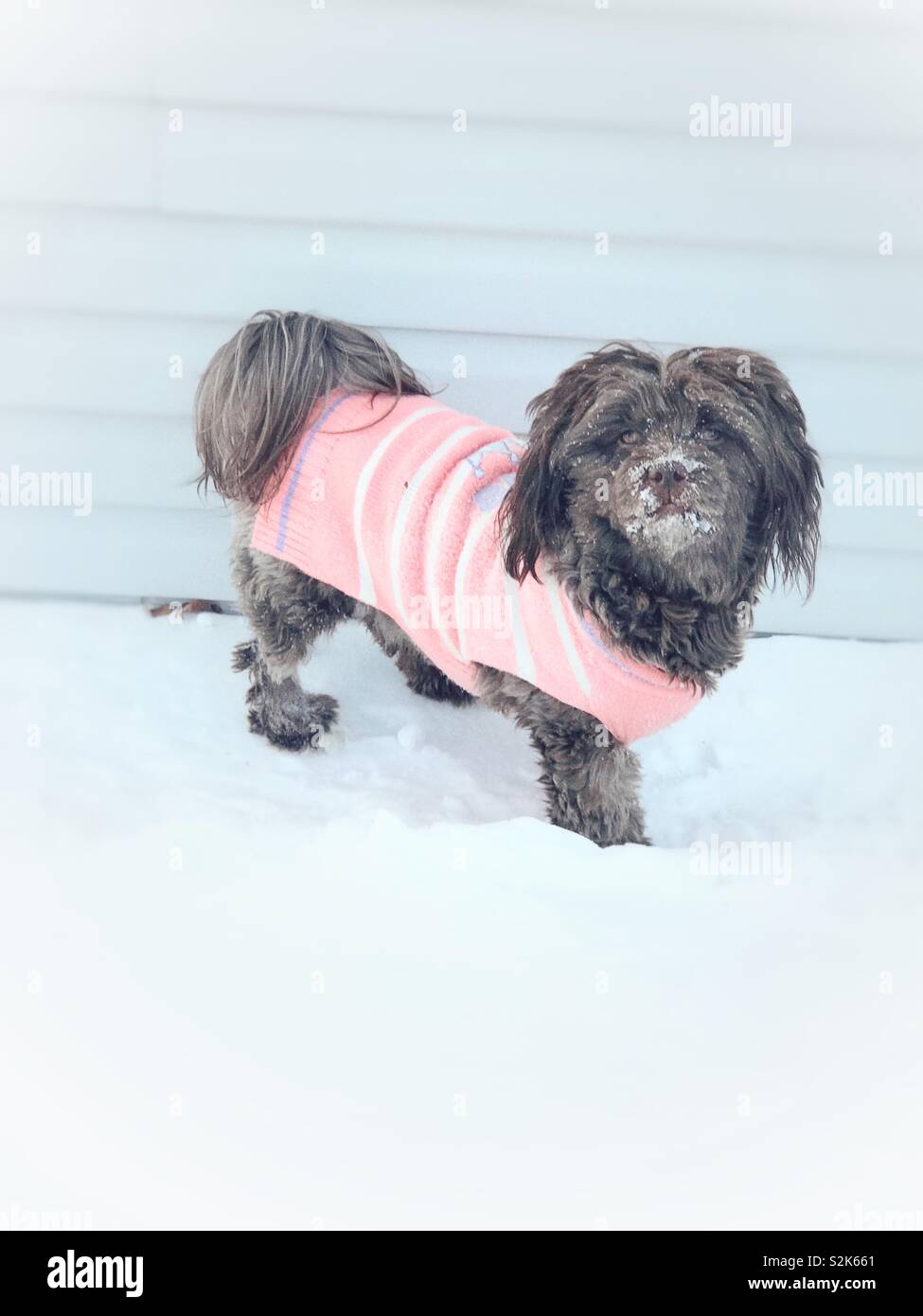 Chocolate Habanero perro vistiendo un suéter rosa en la nieve con un rostro nevado Foto de stock