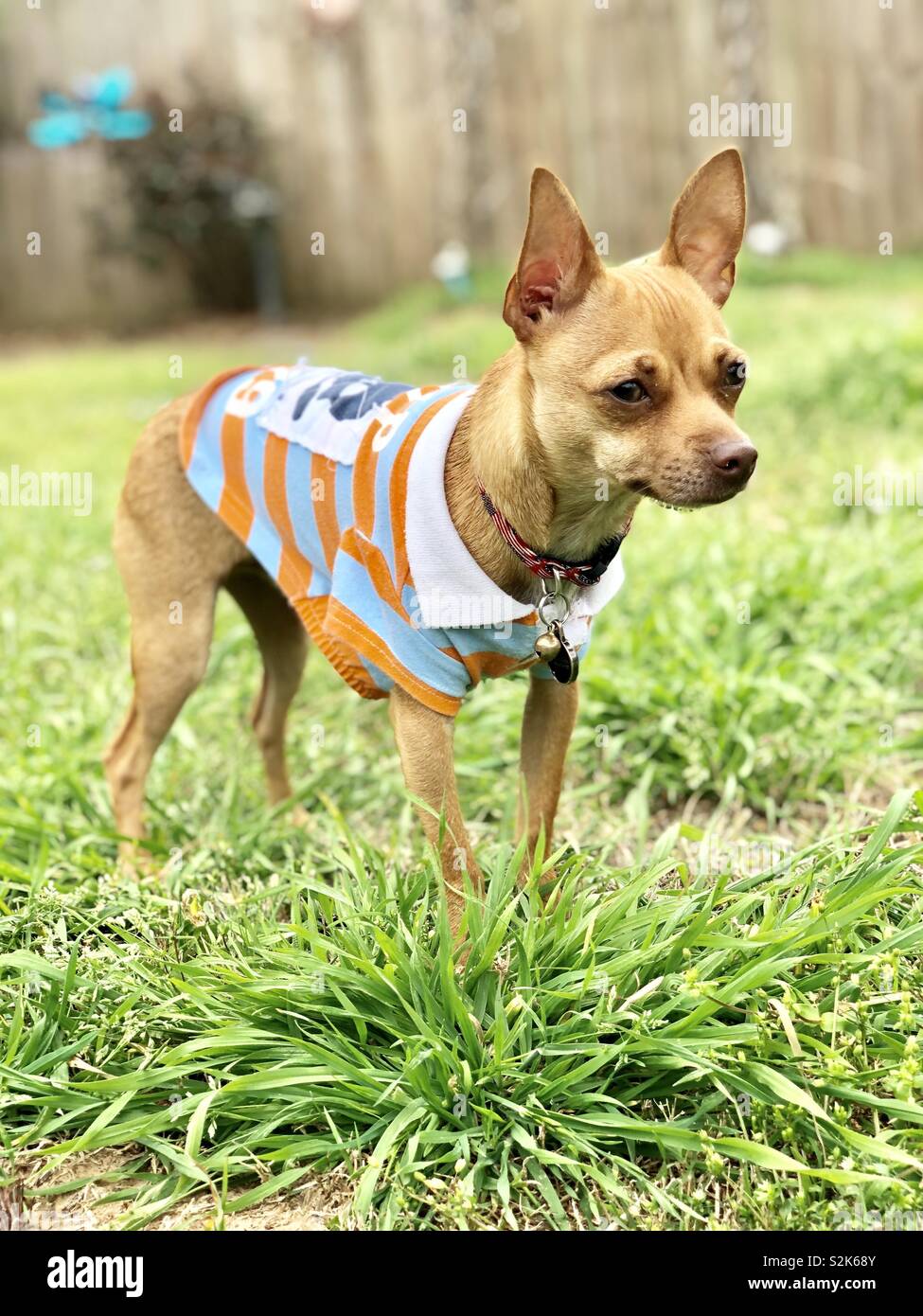 Chihuahua vistiendo camisa a rayas disfrutando del clima primaveral. Foto de stock