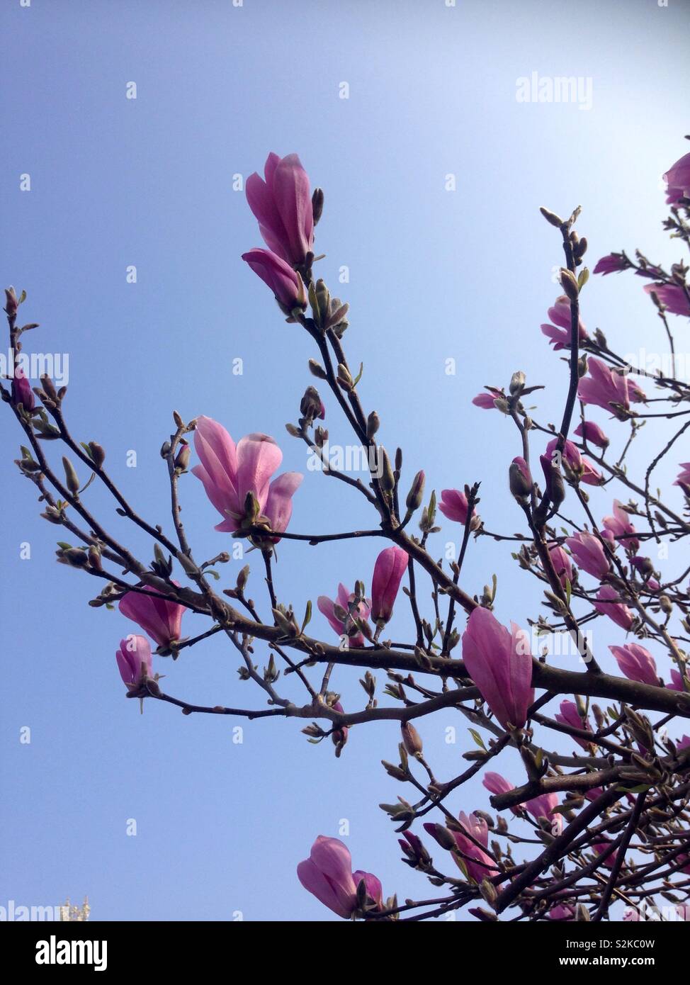 Flor de Magnolia. Foto de stock