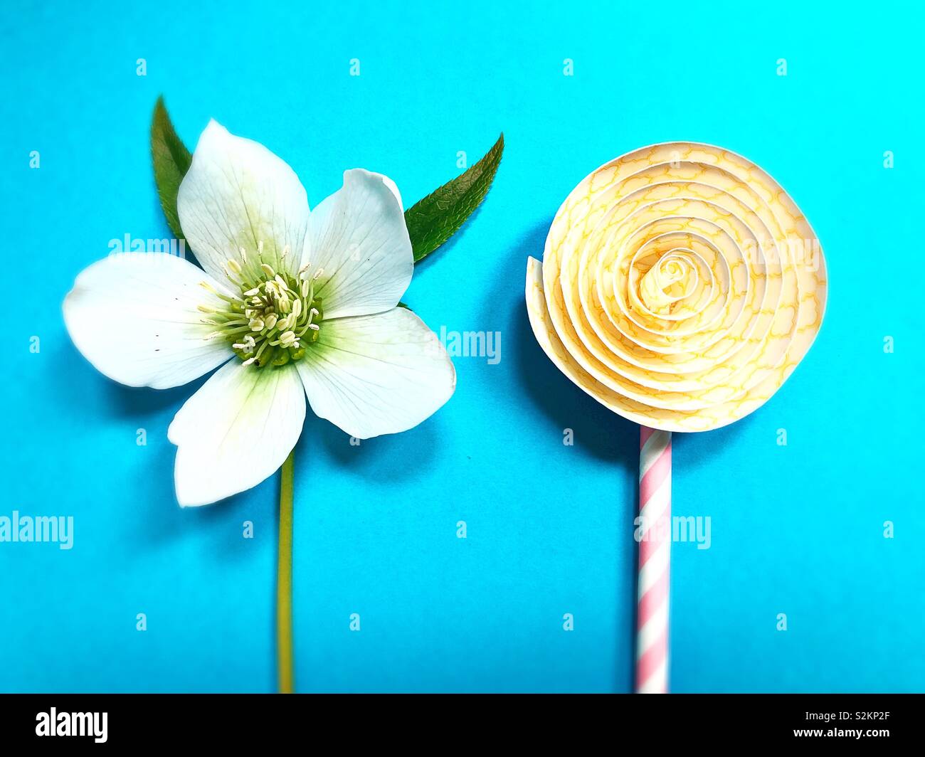 Una flor real junto a una flor de papel. Foto de stock