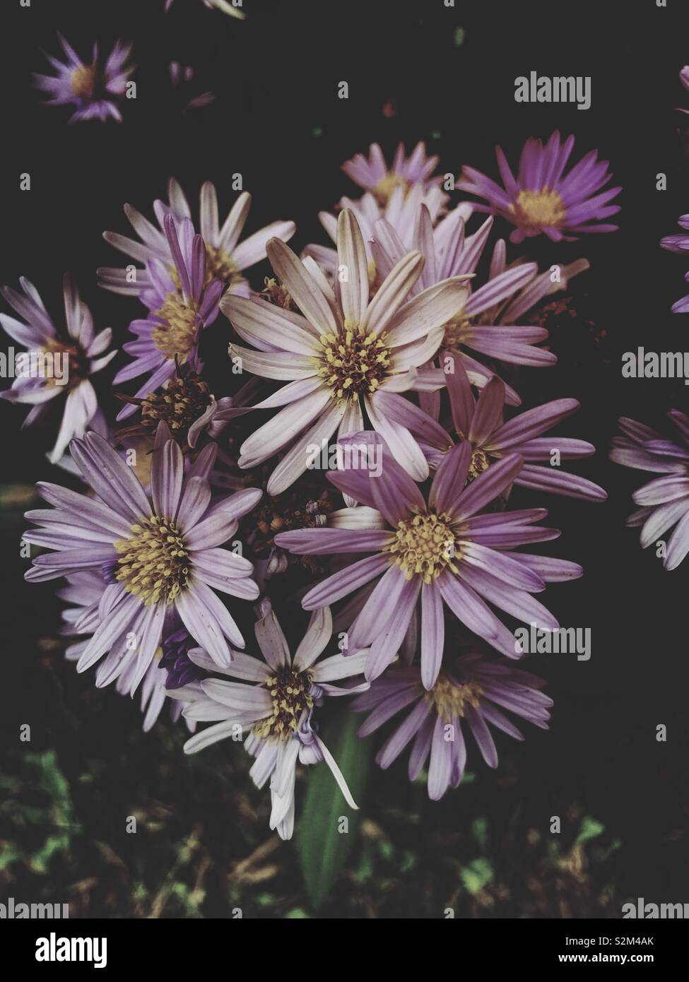 Flores de color púrpura Foto de stock