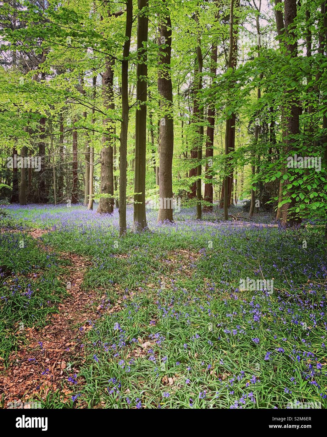 Bluebell Woods, Buckinghamshire Foto de stock