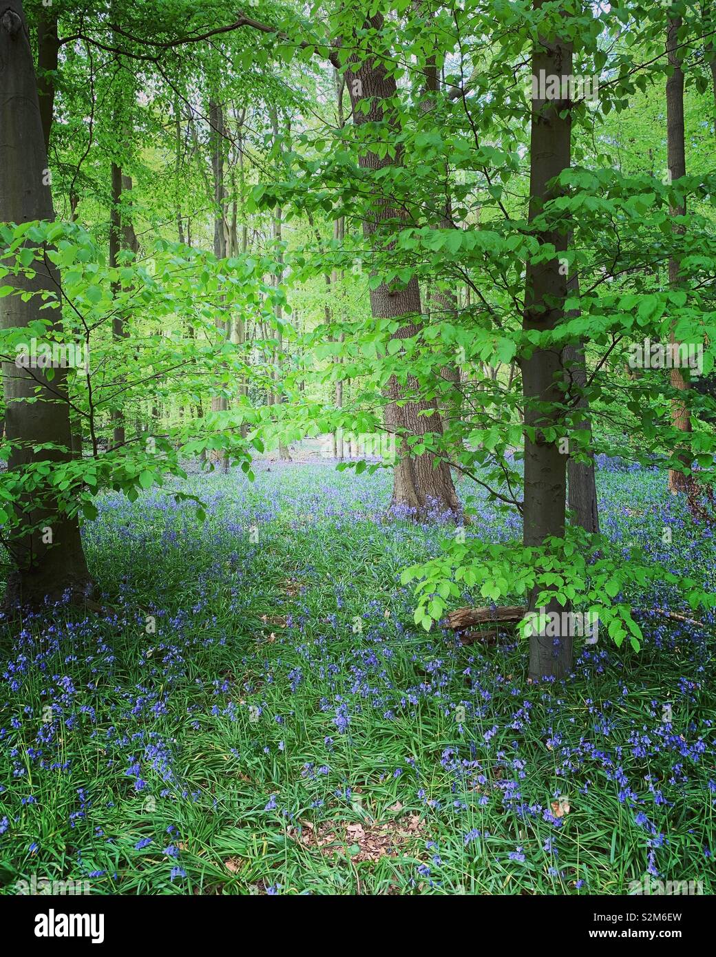 Bluebell Woods, Buckinghamshire Foto de stock