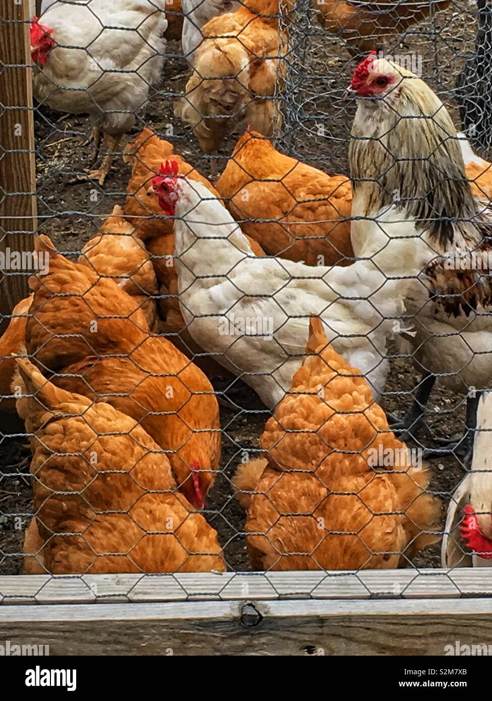 Hermosa y saludable free range pollos recorren su lápiz adjunto de alambre de pollo. Foto de stock