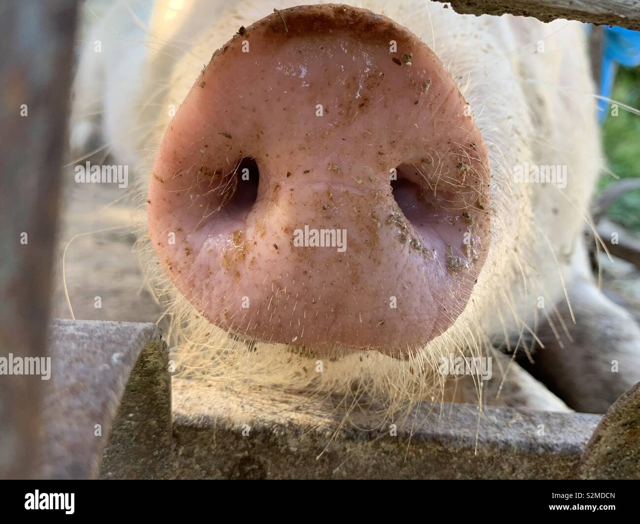 Primer plano de big fat morsa hocico y la mano humana sobre ella Fotografía  de stock - Alamy