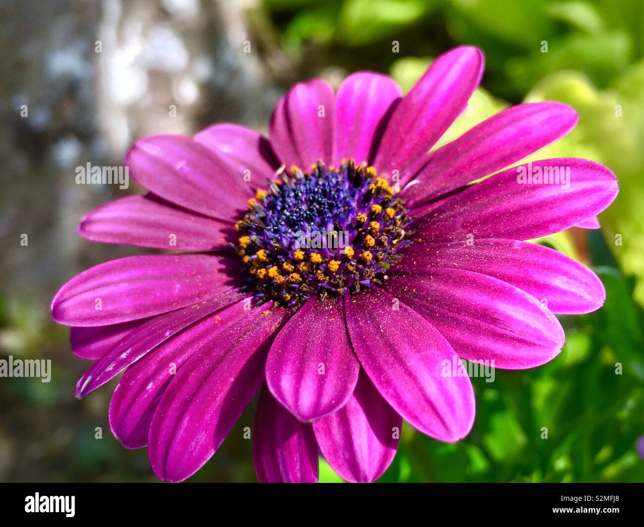 Momento de rosa 🌸 Foto de stock