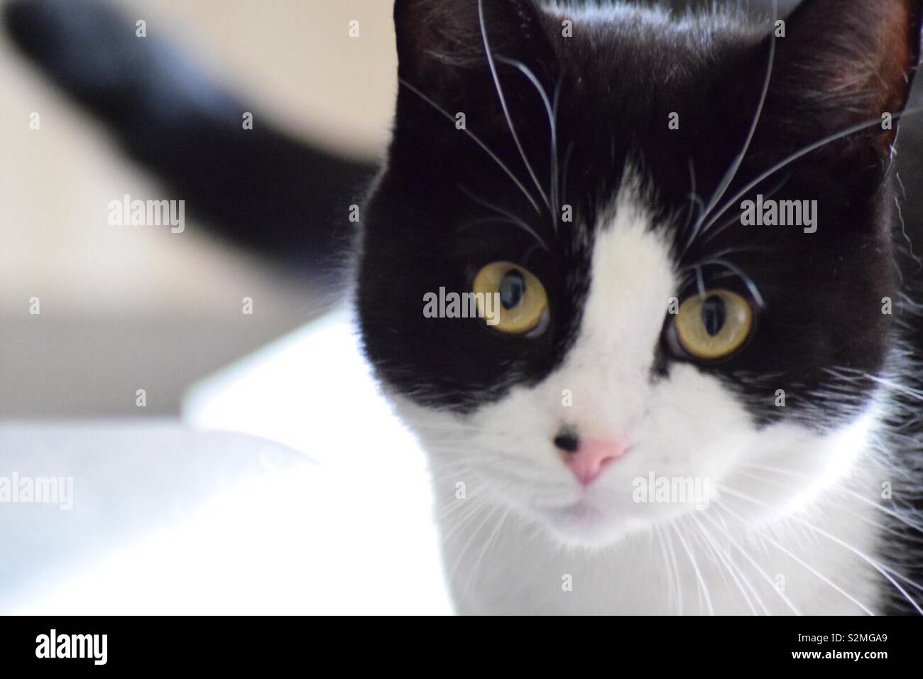 Felix gato blanco negro fotografías e imágenes de alta resolución - Alamy