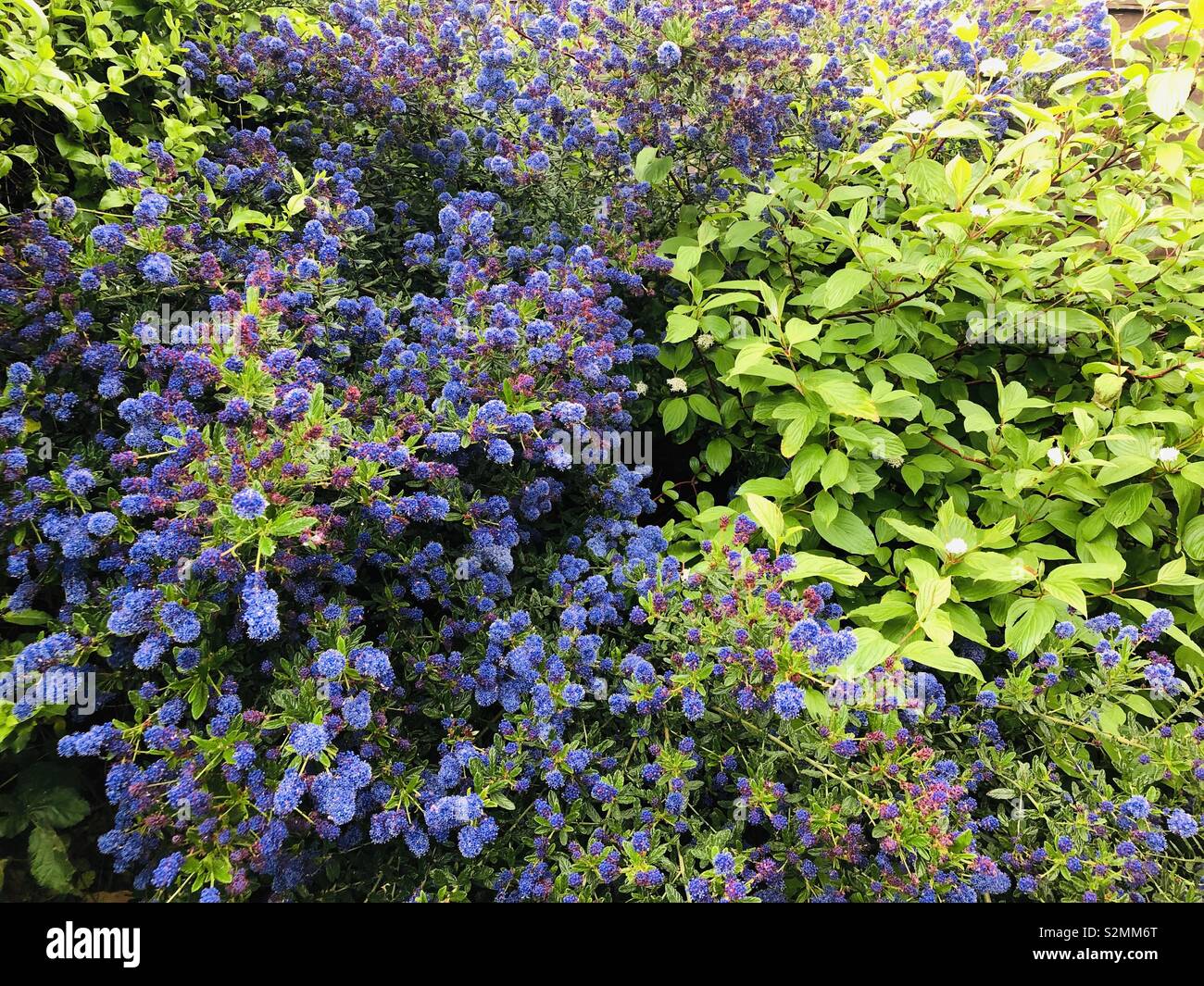 Arbustos morados fotografías e imágenes de alta resolución Alamy