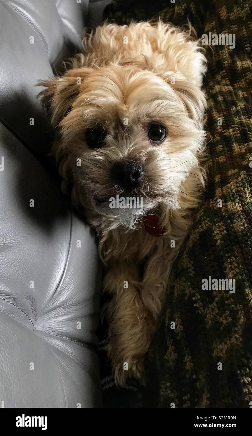 Perro hipoalergã©nico fotografías e imágenes de alta resolución - Alamy