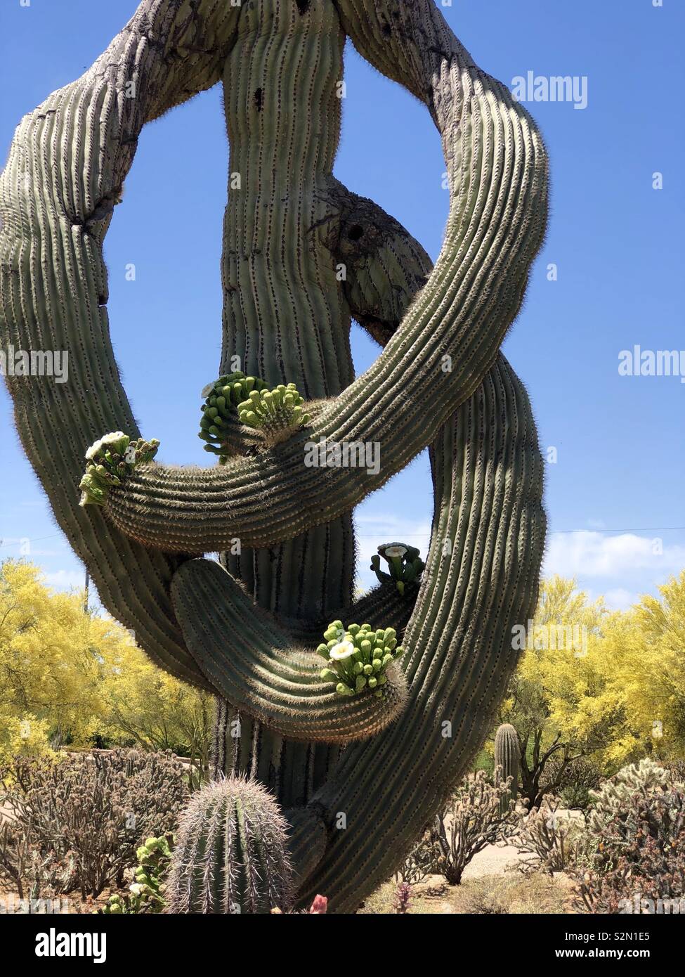La Mujer Rubia Le Da Un Abrazo A Un Cactus Saguaro Foto de stock y