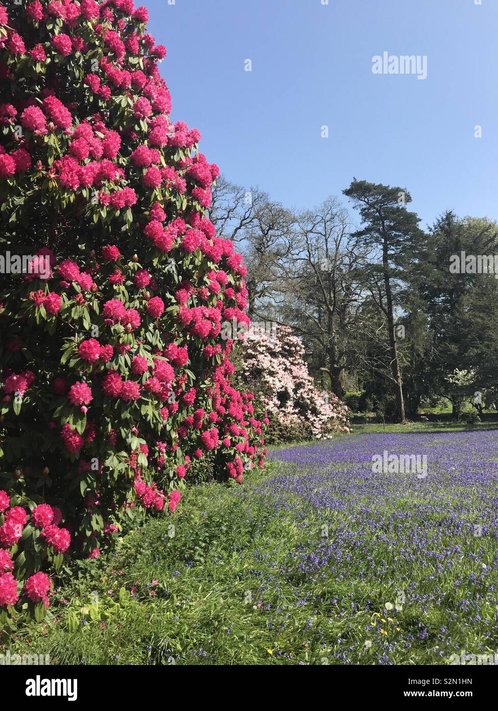 Rhododendron y bluebell flores en las Pne jardín Cornwall Foto de stock