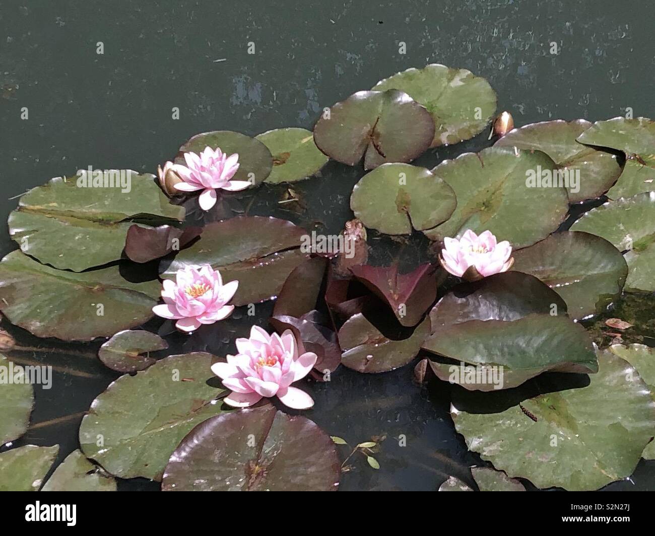 Rosa lirios de agua en el estanque Fotografía de stock - Alamy