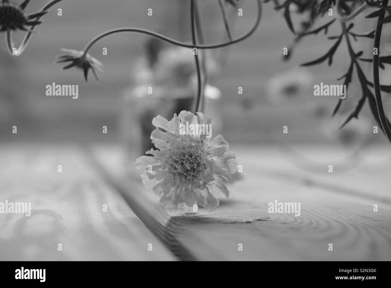 Bonita flor en blanco y negro Fotografía de stock - Alamy