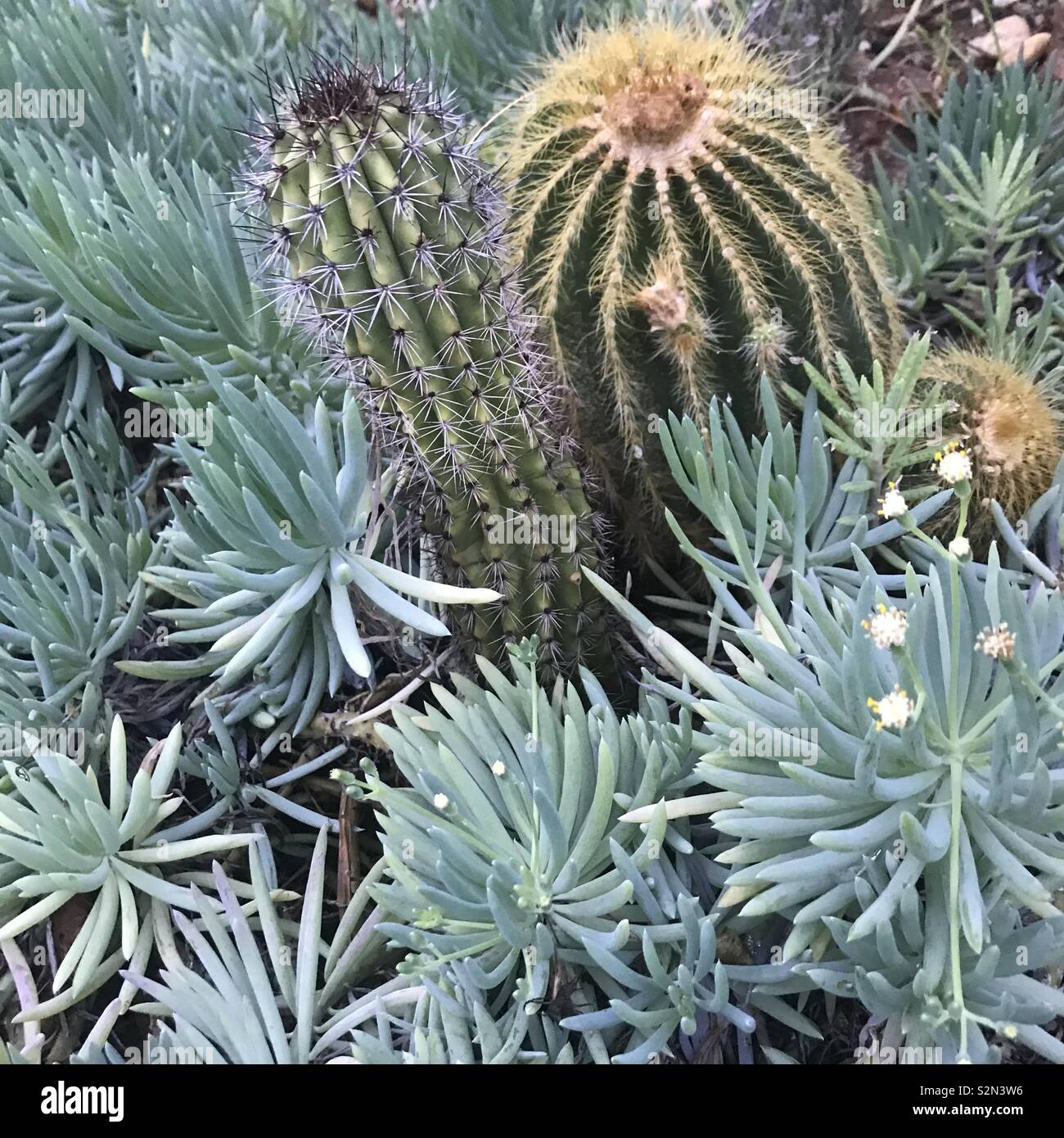 Los cactus y suculentas con colores naturales verde Fotografía de stock -  Alamy