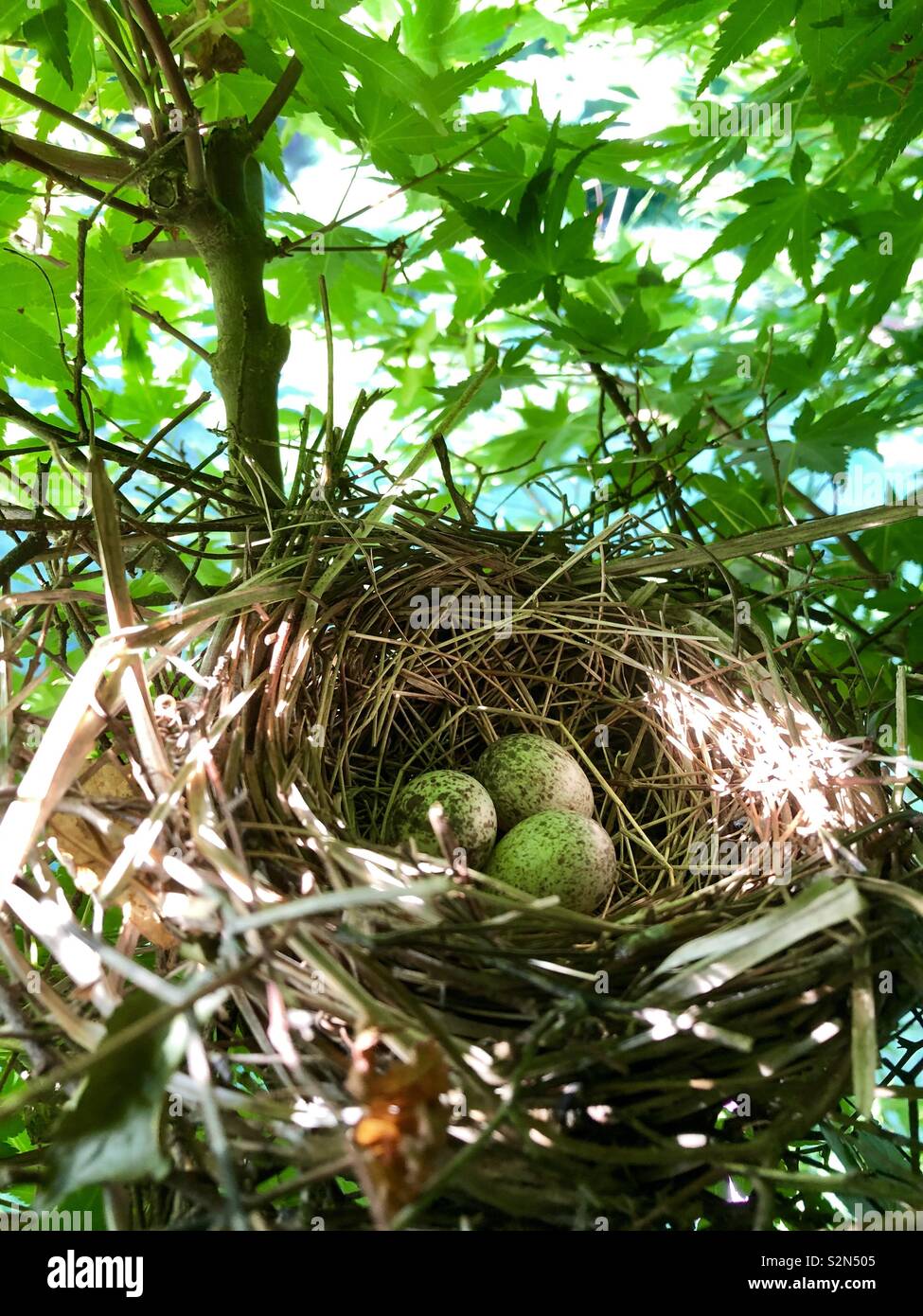 El cardenal de nido de pájaro en arce japonés con tres huevos moteado Foto de stock