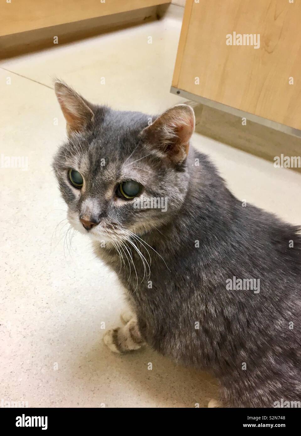 Ancianos gato gris con cataratas y afeitarse las piernas en el piso al veterinario con armarios de oficina Foto de stock