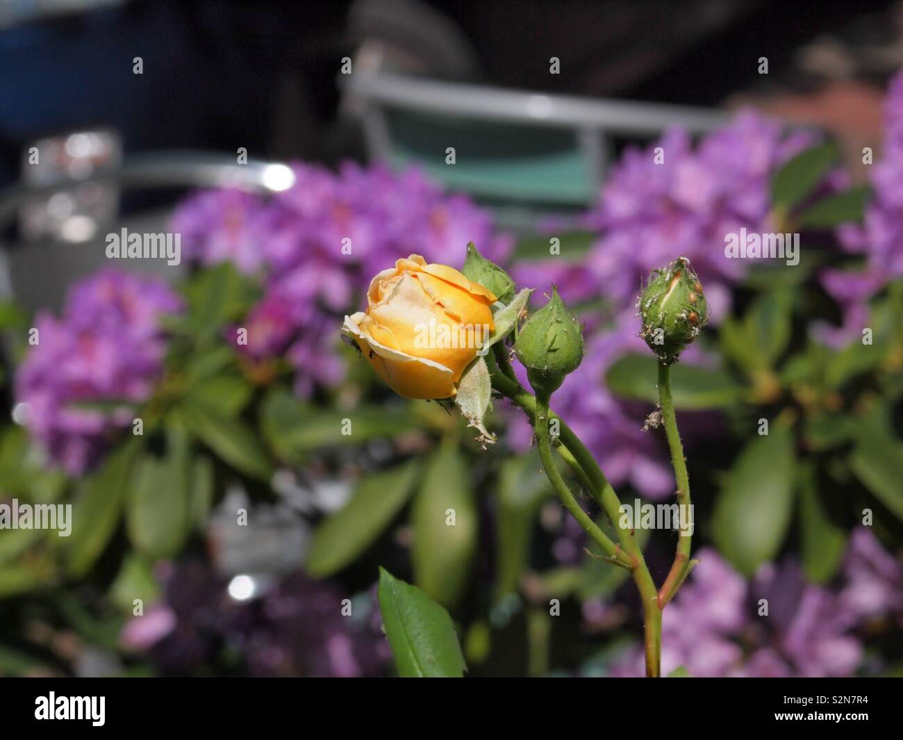 Gelbe Rose mit Rhododendron Foto de stock
